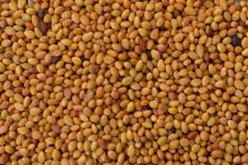 Berseem Clover Seeds